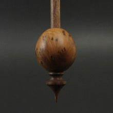 Load image into Gallery viewer, Egg bead spindle in thuya burl and walnut