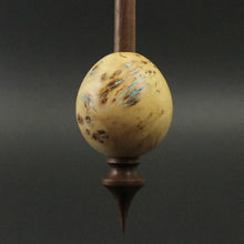 Load image into Gallery viewer, Egg bead spindle in elm burl and walnut with turquoise inlay