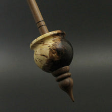 Load image into Gallery viewer, Cauldron spindle in elm burl, African blackwood, and walnut