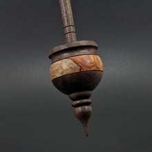 Load image into Gallery viewer, Cauldron spindle in amboyna burl and walnut